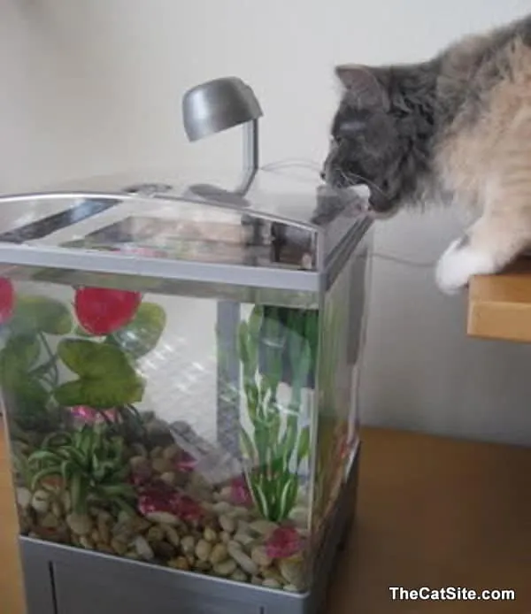 Mačka sa pozerá do akvária' title=