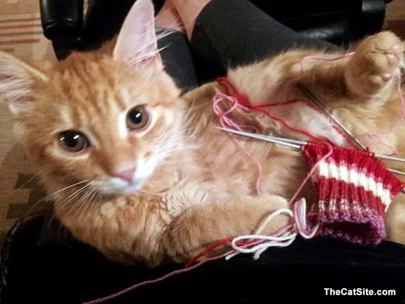 Mačacie šitie' title=