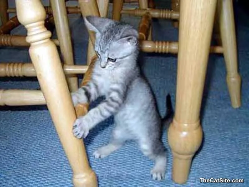 Sivá mačka vyzerá, ako keby presúvala nábytok' title=