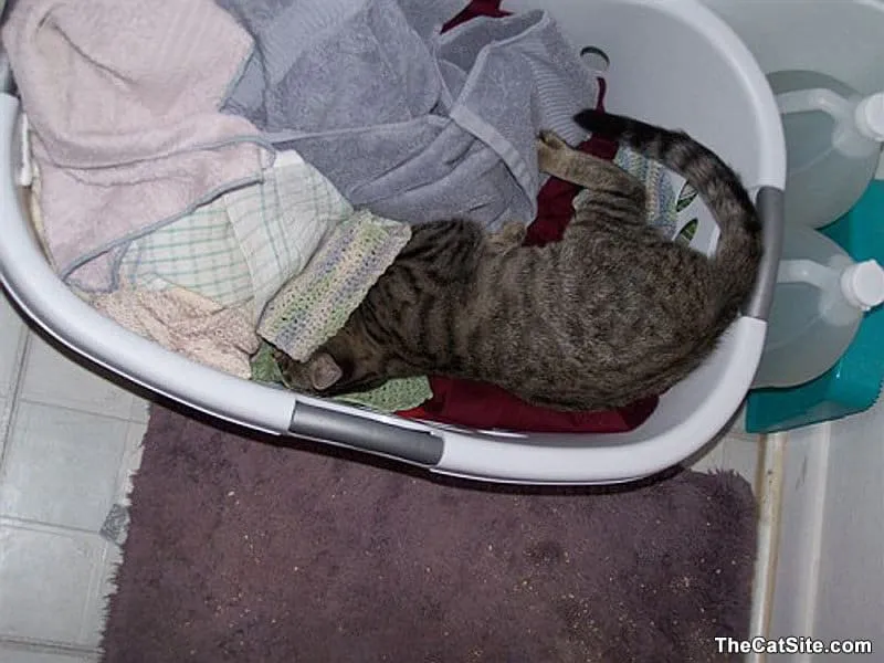 Déchets à l’intérieur du bac à linge' title=