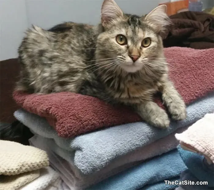 Chat allongé sur des serviettes pliées' title=