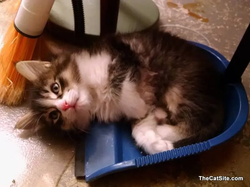 Chat à l’intérieur d’un balai' title=