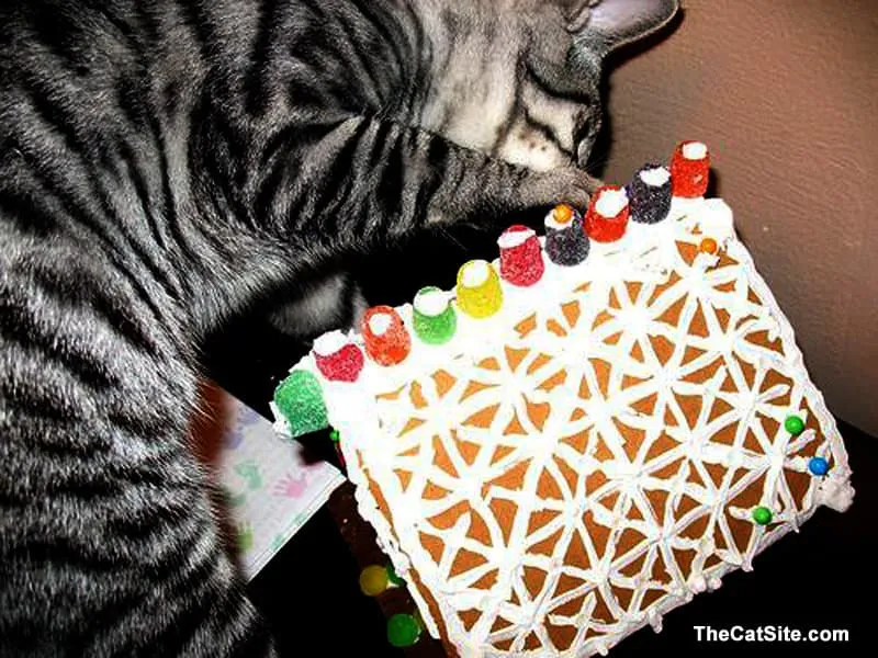 Chat décorant une maison en pain d'épice' title=