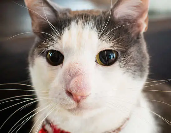 Cryptococcosis on cat