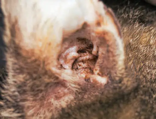 cat with fungal ear infection