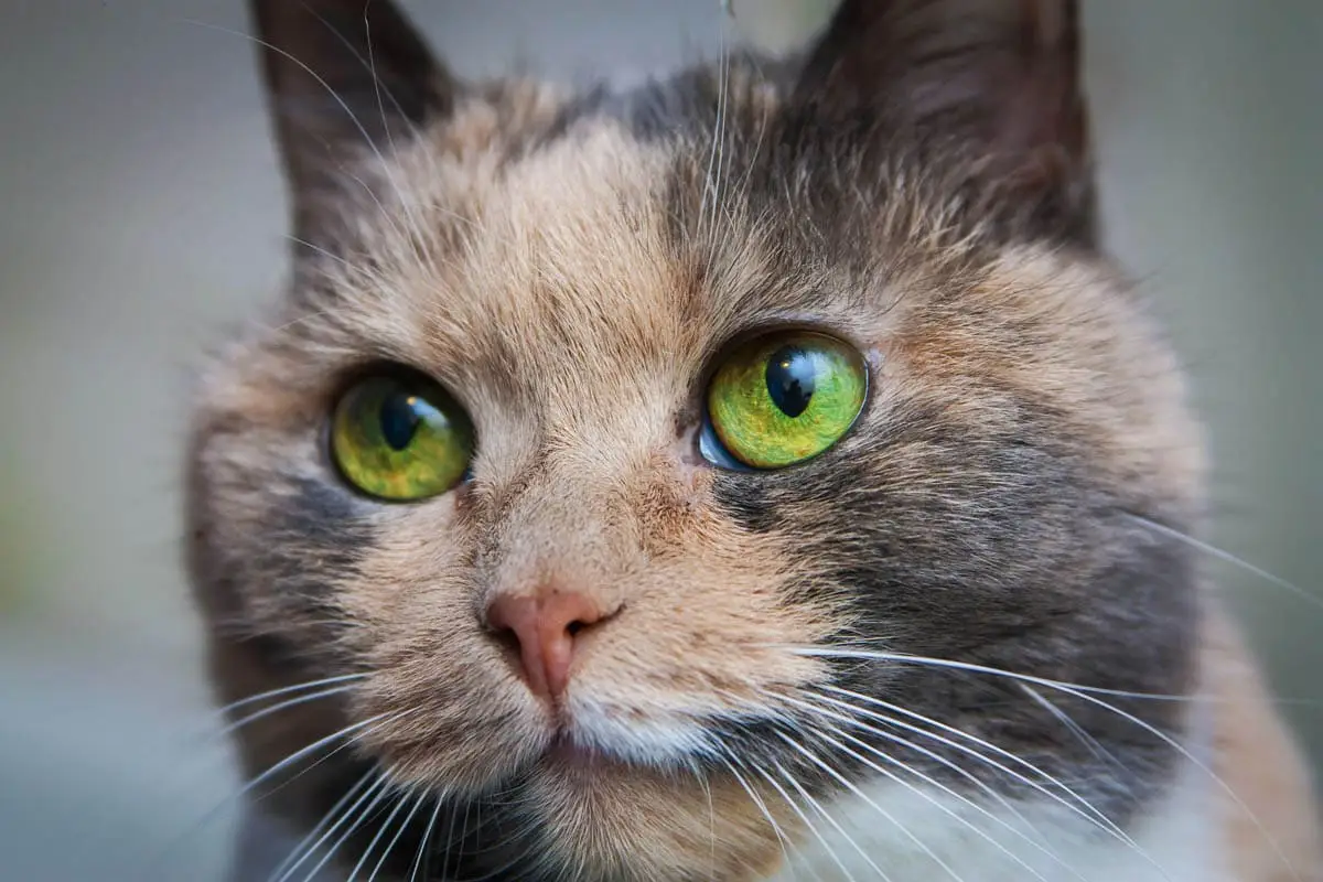 Skin infection in cats