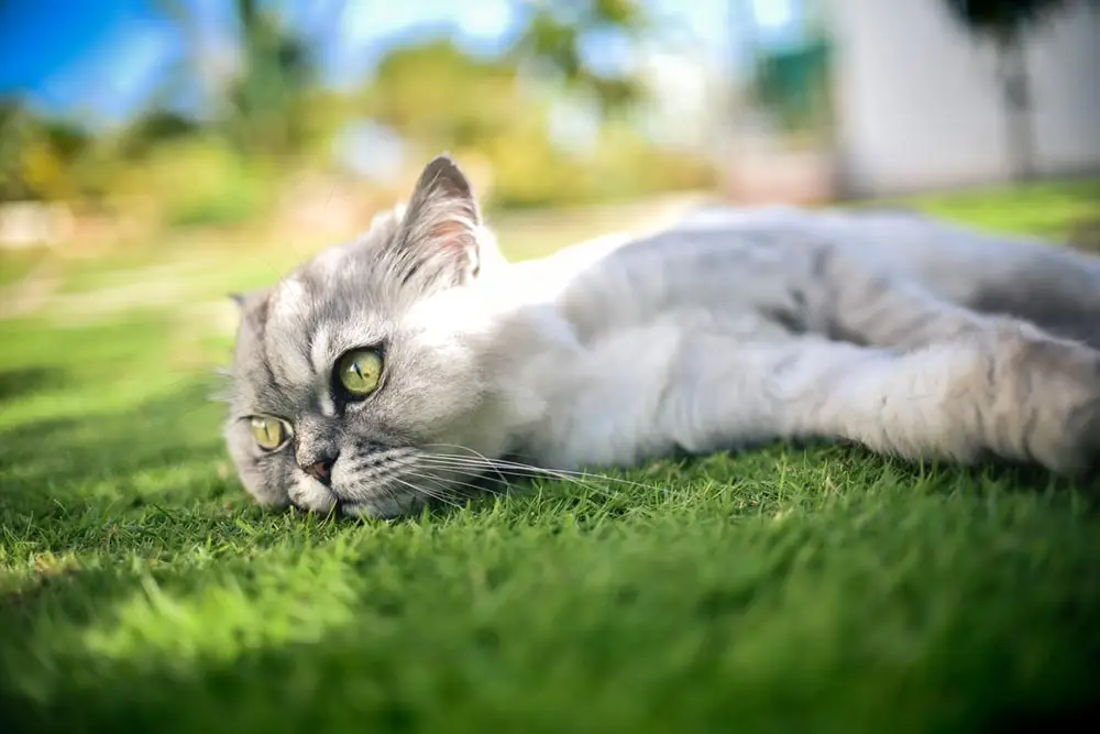 Male-Cats-in-Heat