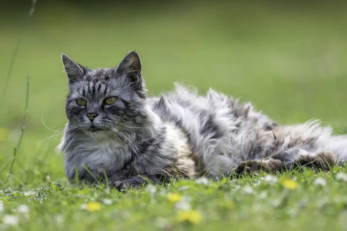 Poor coat condition in cats