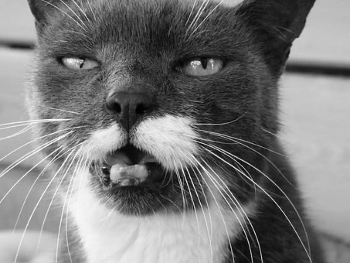 Squamous cell carcinoma in cats