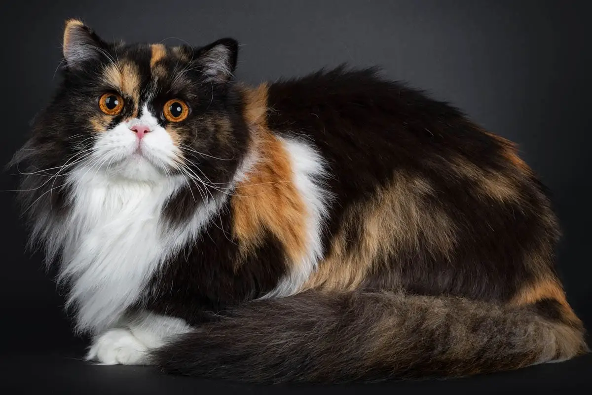 Cat bleeding