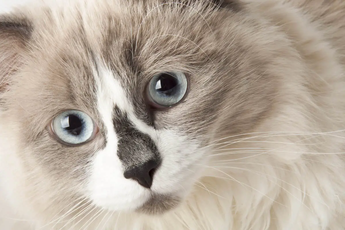 Ascites in cats