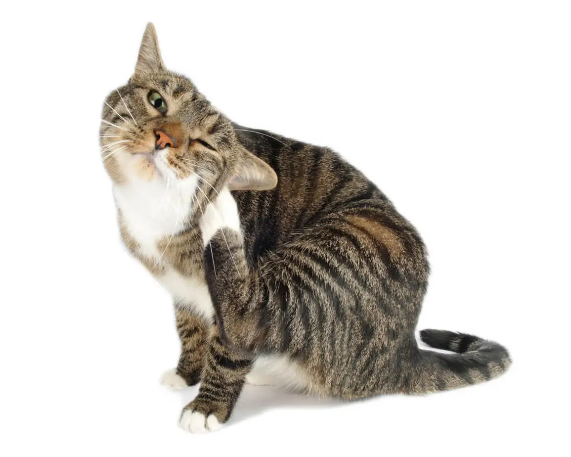 How to get rid of cat fleas