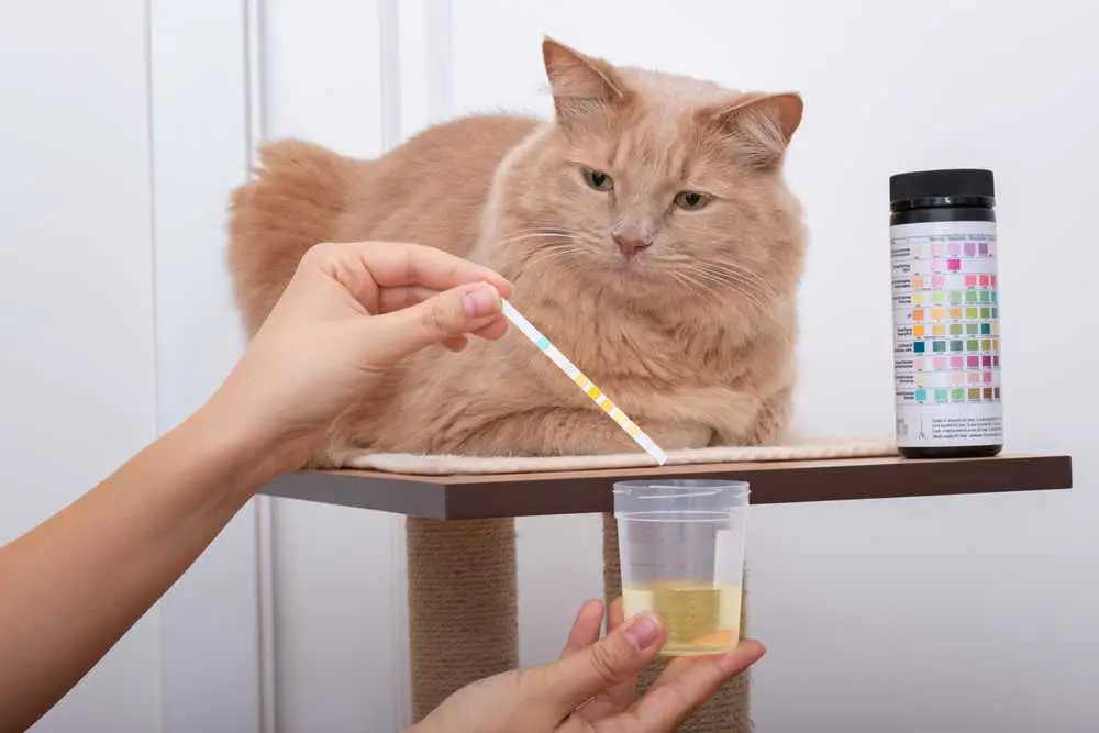 cat looking at the results of urine sample analysis