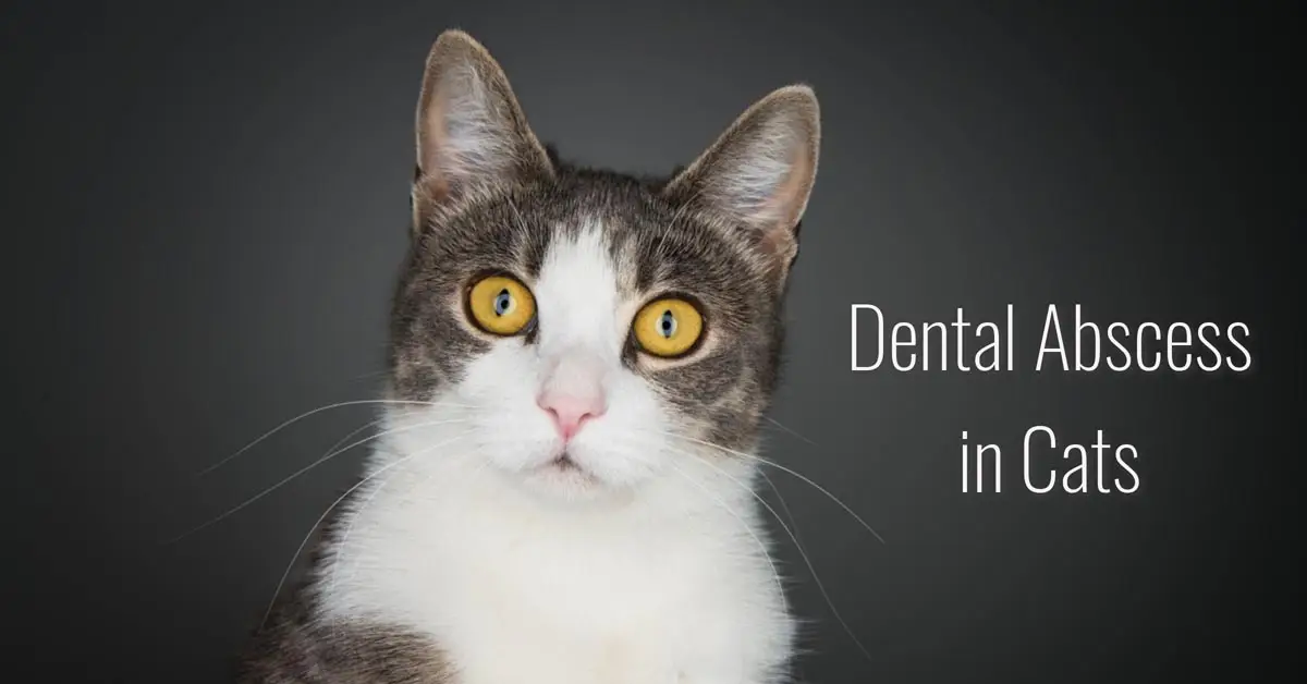 Dental abscess in cats