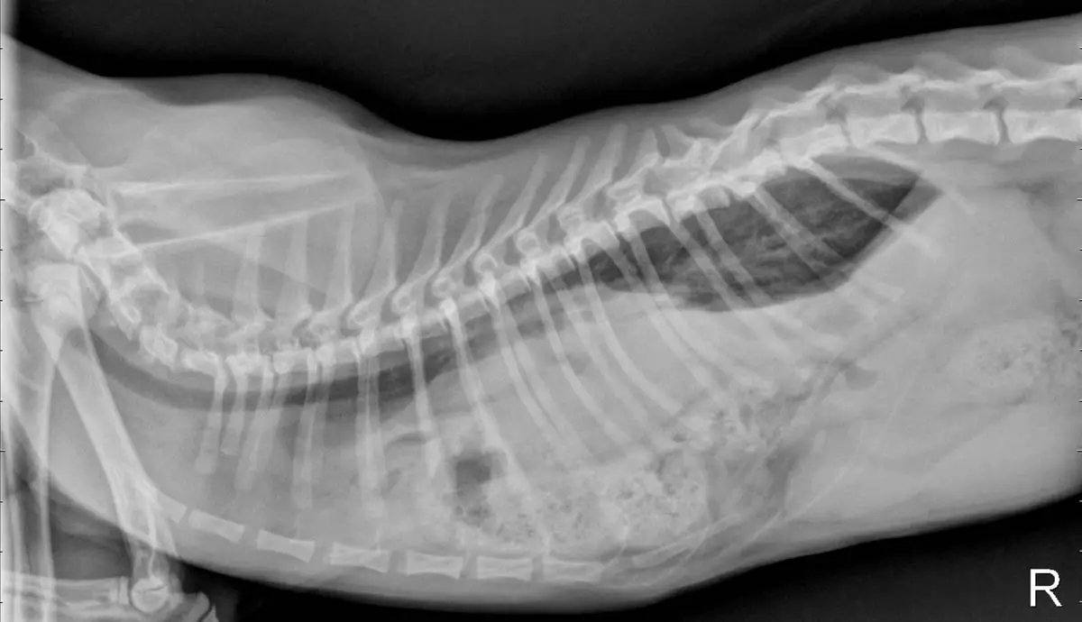 Hernia in cats