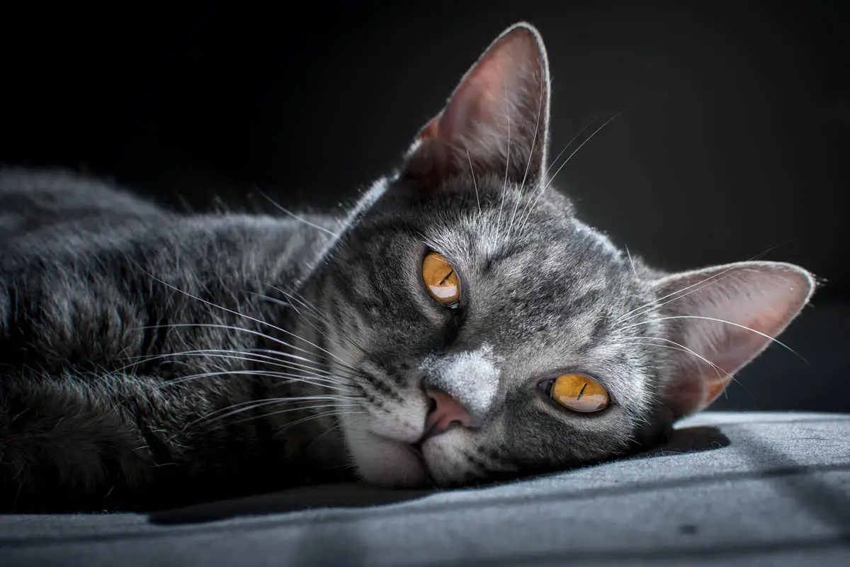 Do cats have periods and bleed?