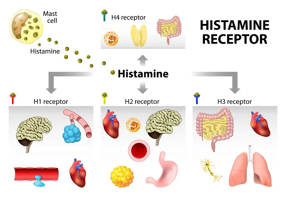 Effects of histamine on the cat