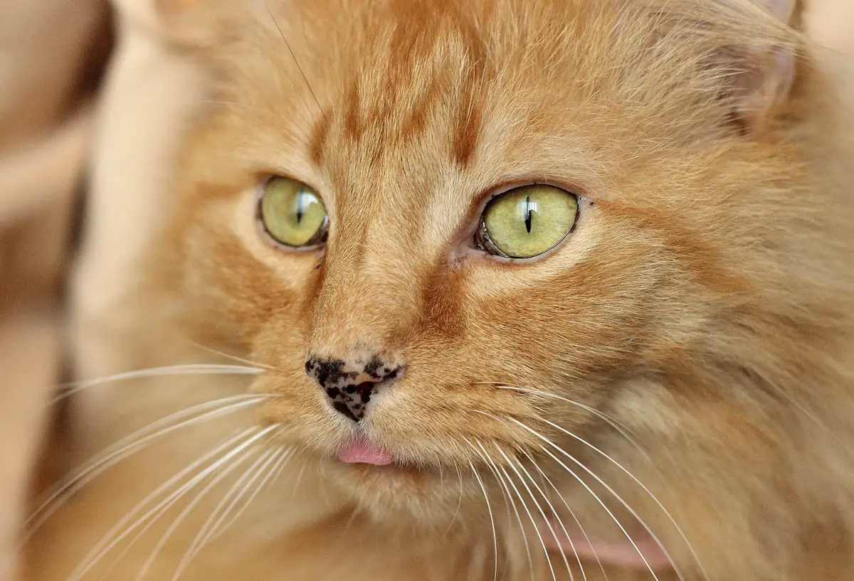 Black spots on cat nose