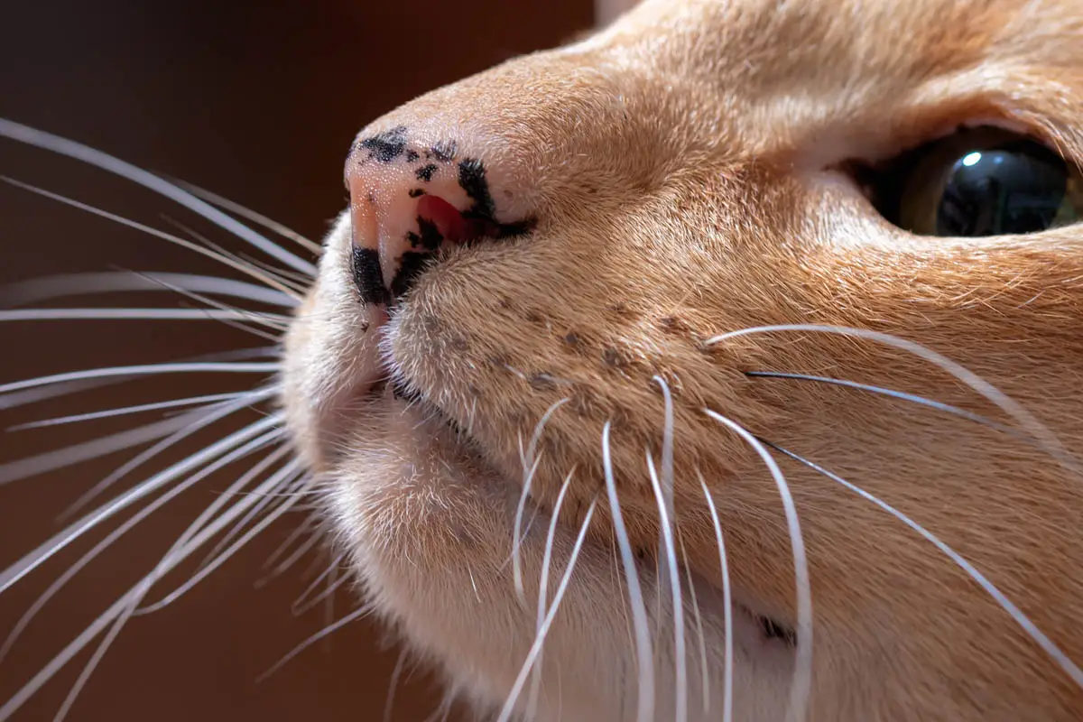 Black spots on cat nose