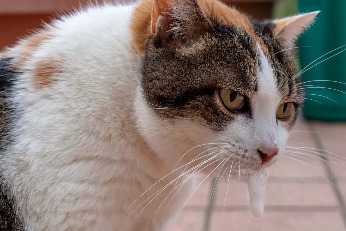 Cat foaming at the mouth