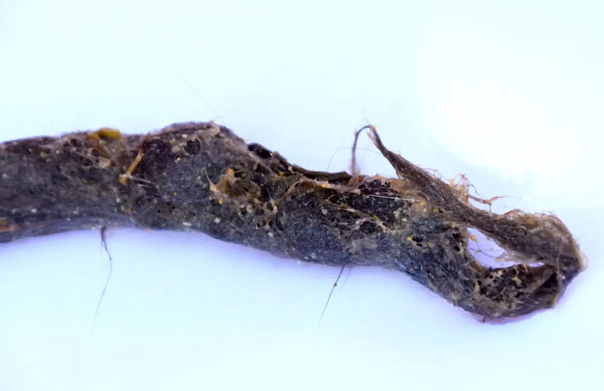 Hairballs in cats