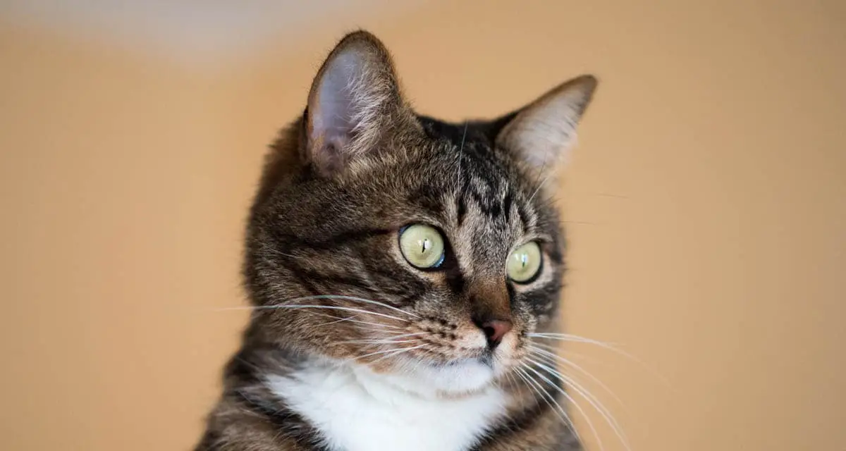 Home remedies for cat diarrhea