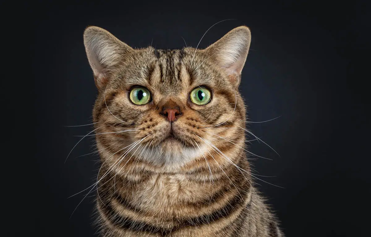 Stomach ulcer in cats