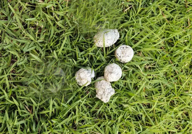 white cat poop on grass