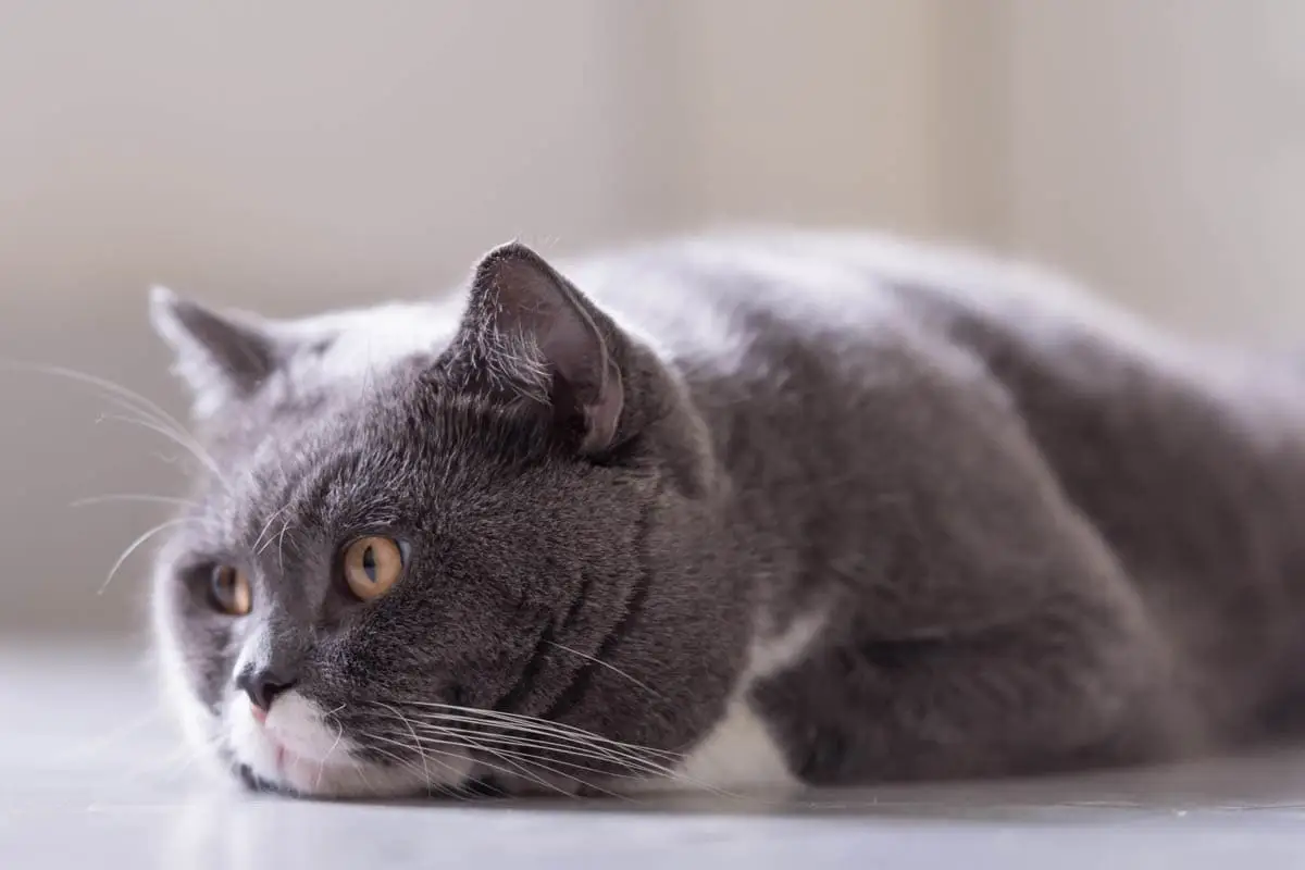 Capillary refill time in cats