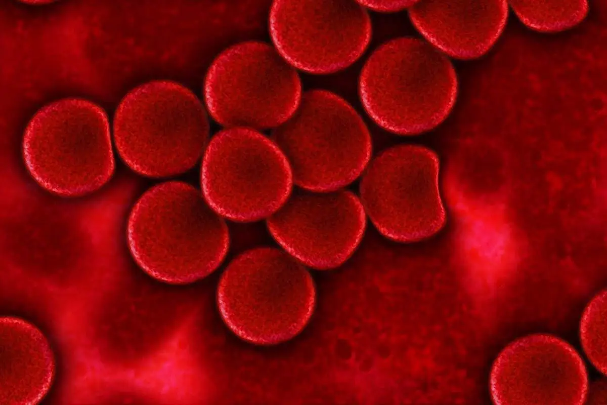 Complete blood count for cats