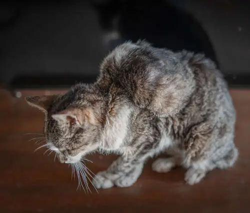 possible fibrosarcoma lump on cat