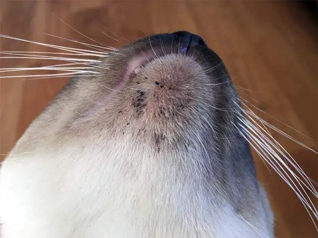 Feline acne