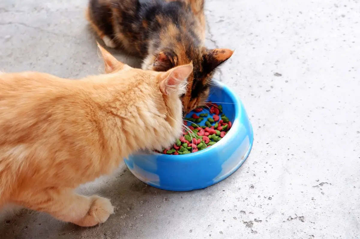 Do plastic bowls cause feline acne?