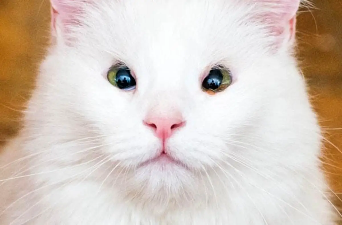Eyelid agenesis in cats