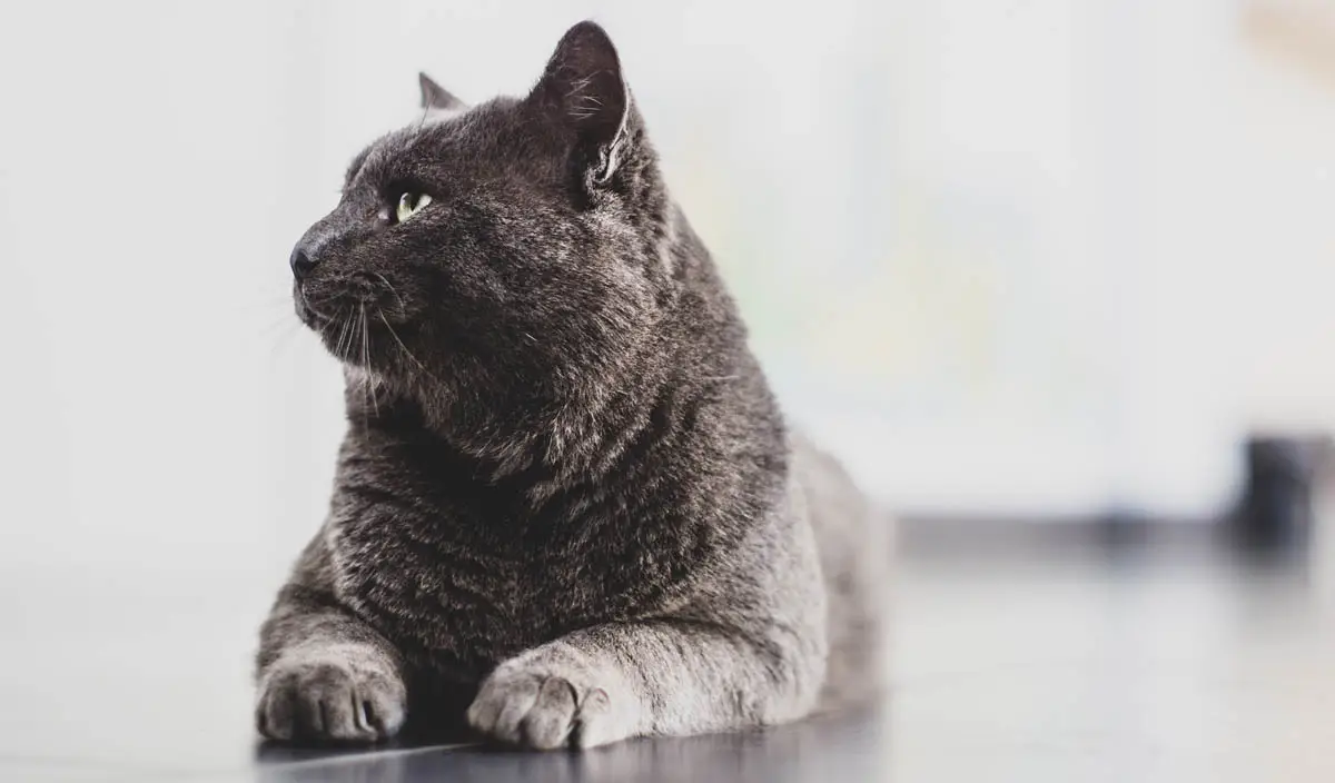 Hip dysplasia in cats