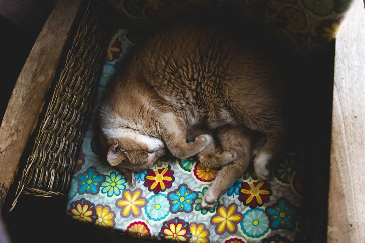 CPR for cats