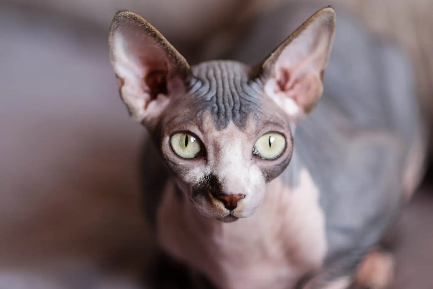 Heart disease in cats