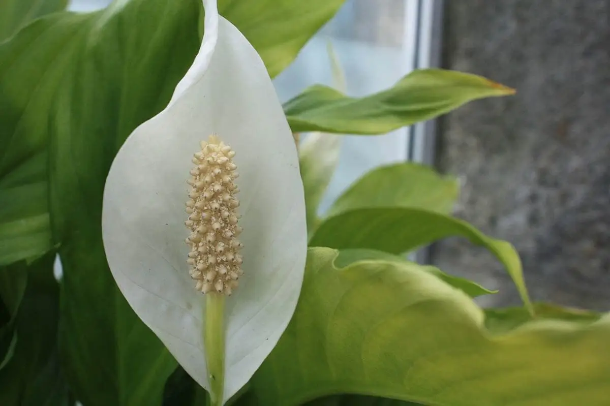 Is peace lily toxic to cats?
