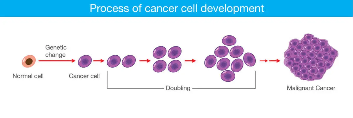 Process of cancer cell development