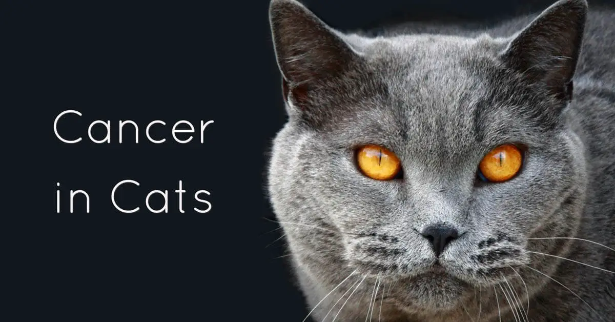 Cancer in cats