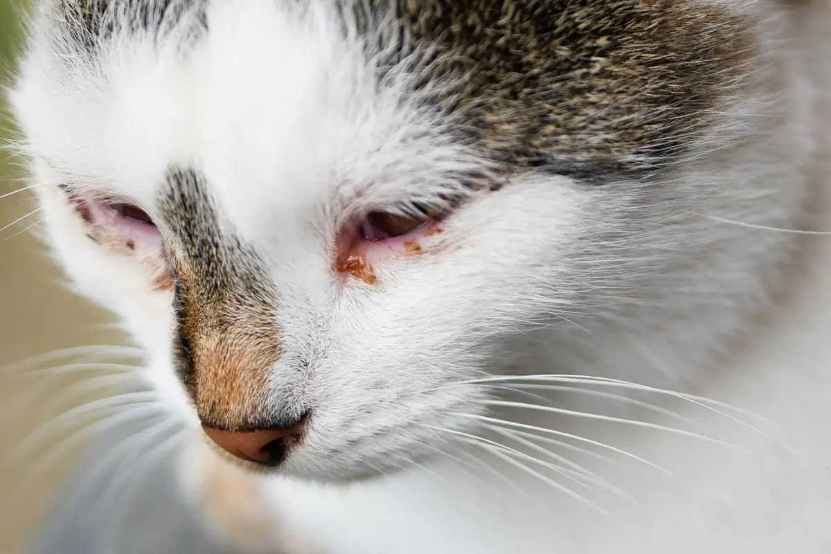 Eye discharge in cats