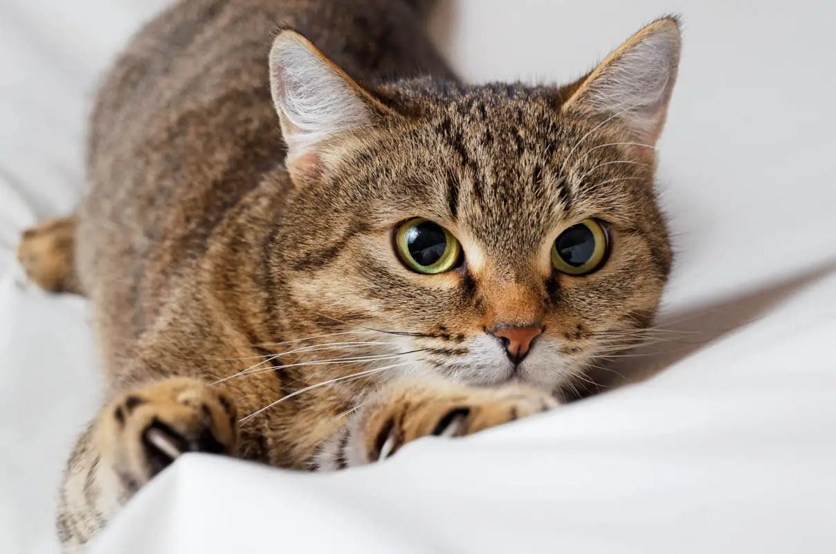 Malassezia in cats