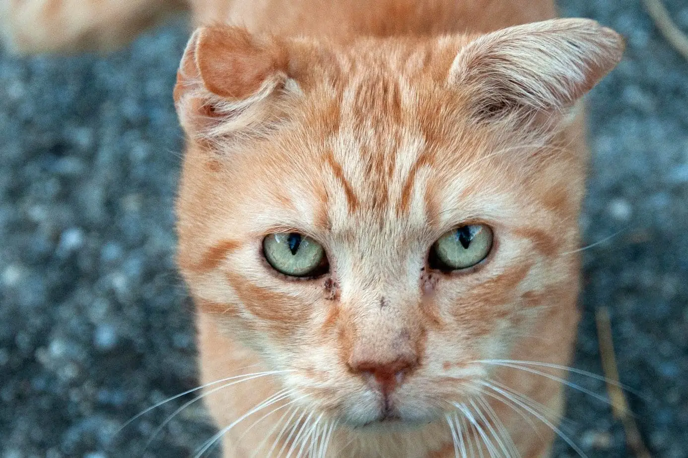 Cauliflower ear in cats