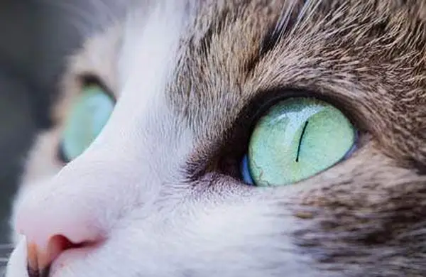 Hair loss in cats