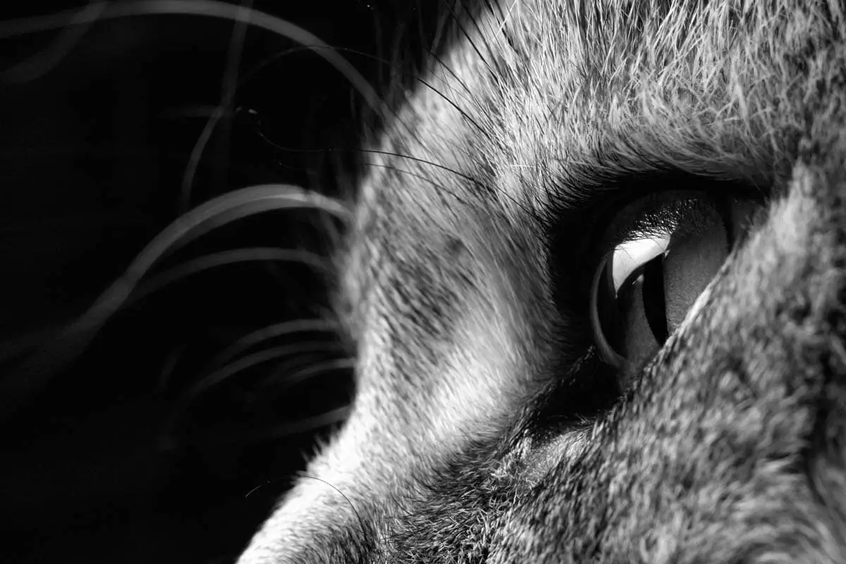 Dry eye in cats