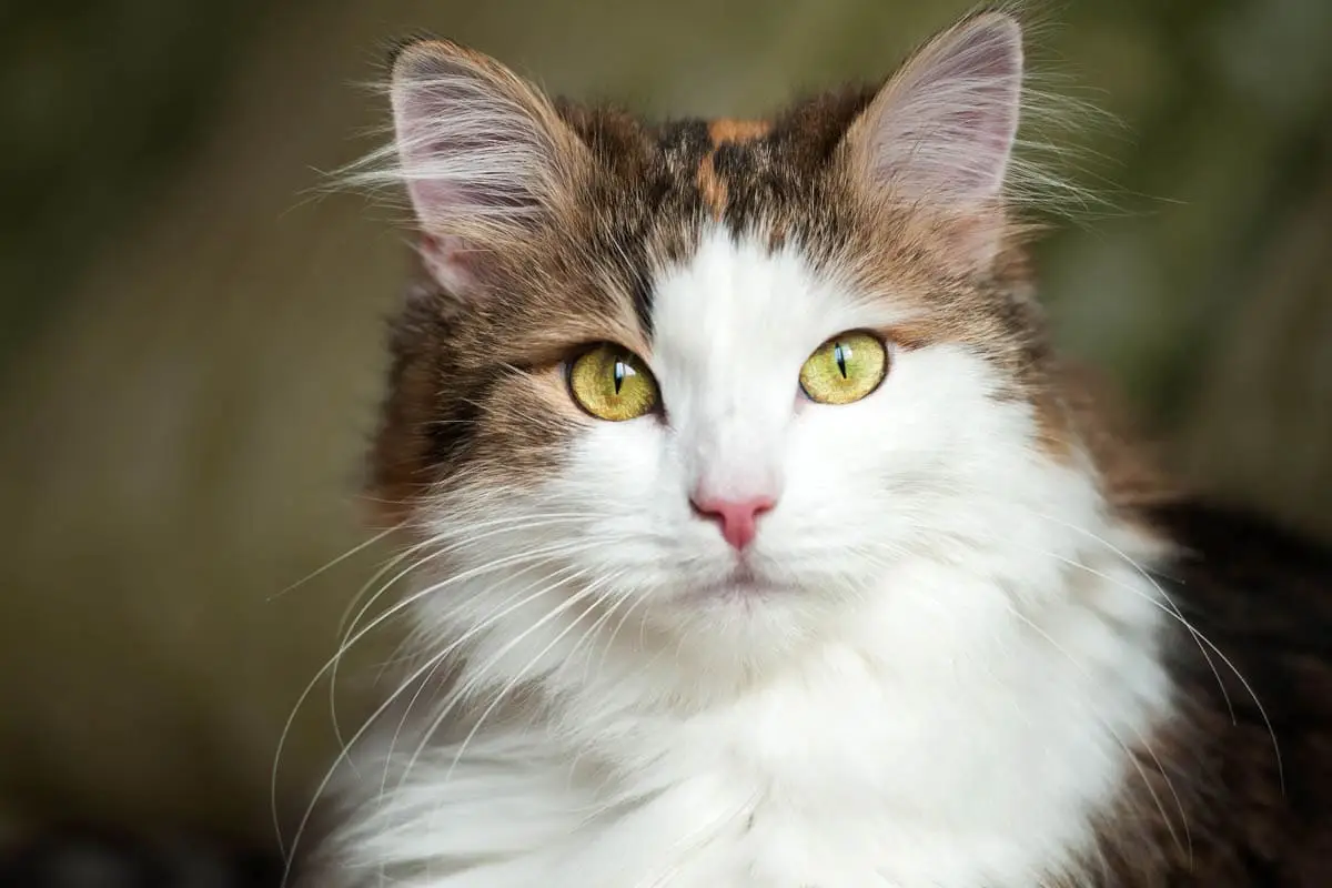 Fecal transplant for cats