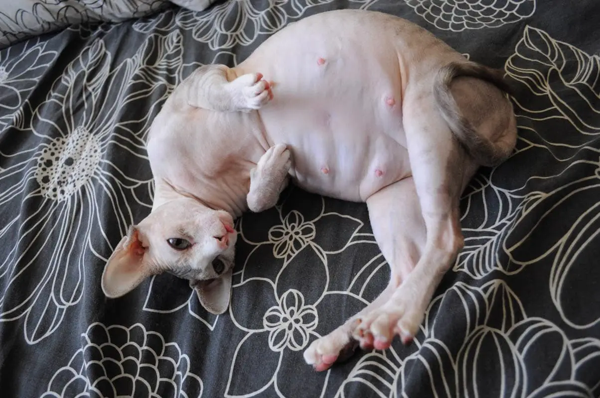 Caring for a pregnant cat