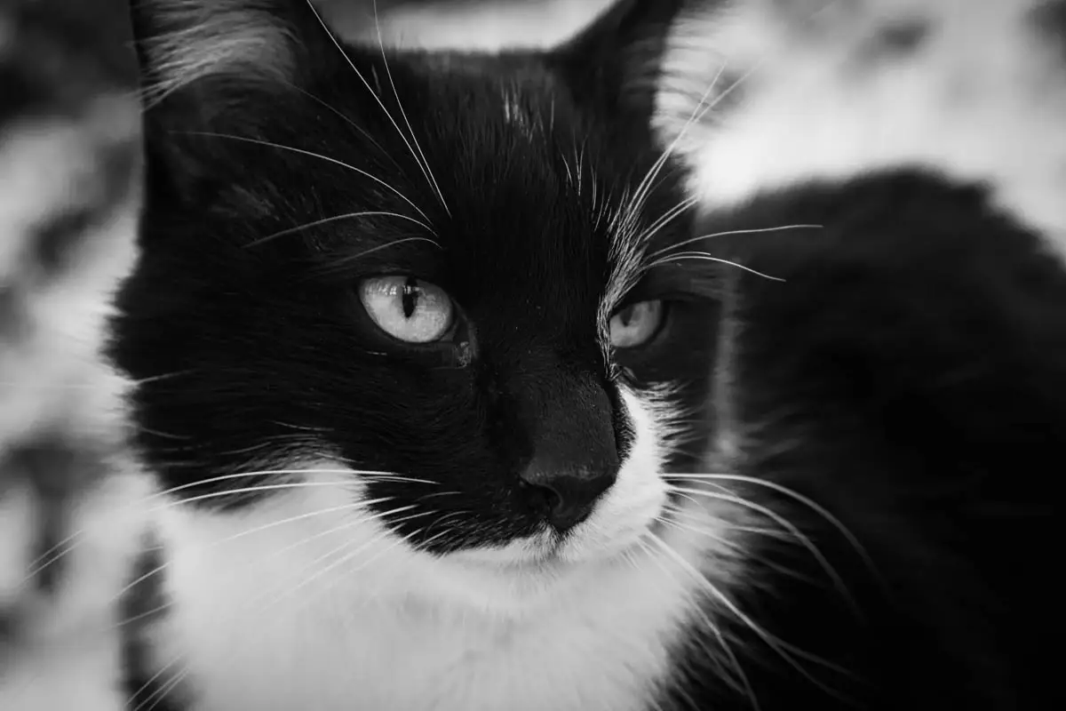 Inducing vomiting in cats