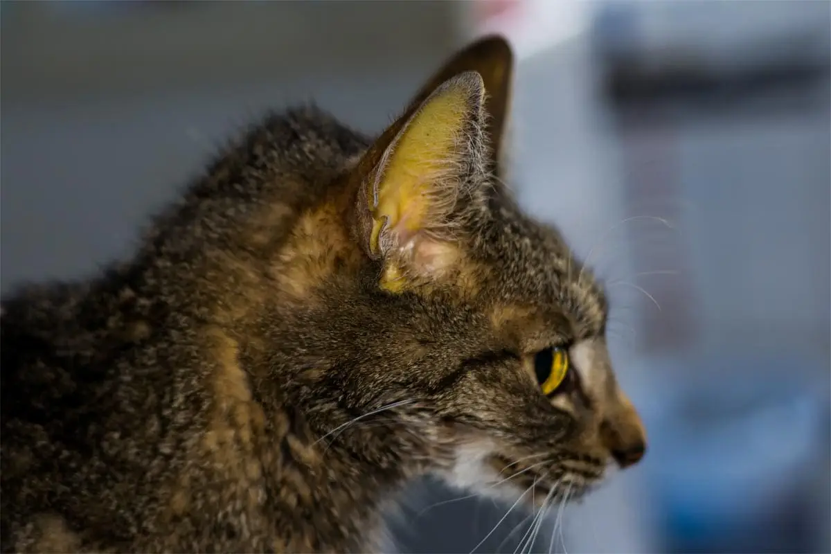 Jaundice in cats