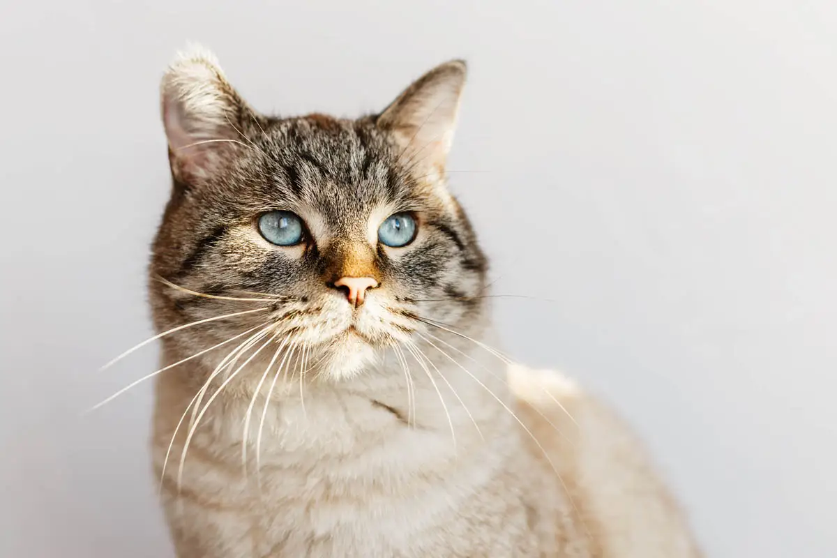 Uremia in cats